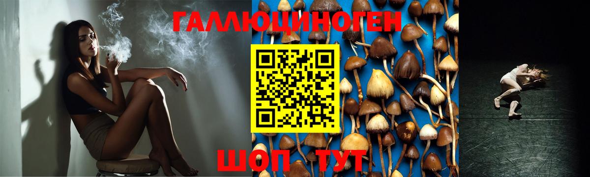 Гурьевск  Галлюциногенные грибы Psilocybe  Вход с VPN  Псилоцибиновые грибы мицелий 